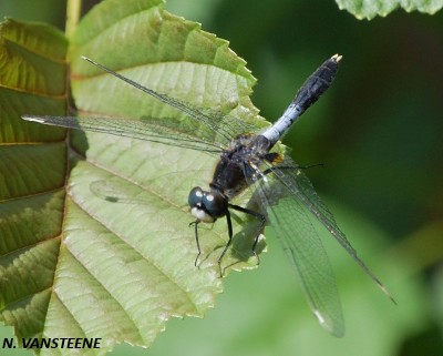 Leucorrhinia caudalis